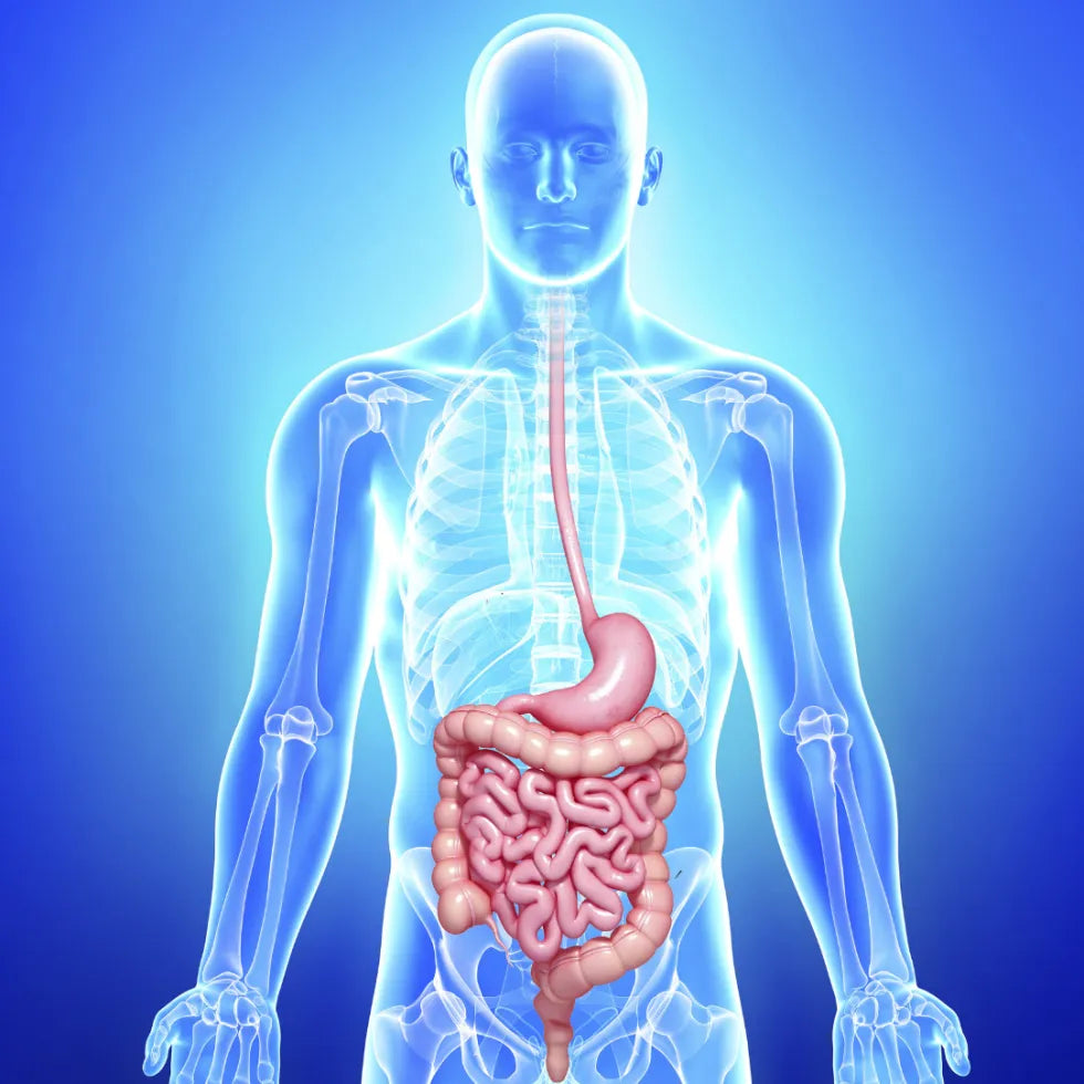 How H2 Supplements Tablets Can Help You Detoxify and Improve Your Digestive Health